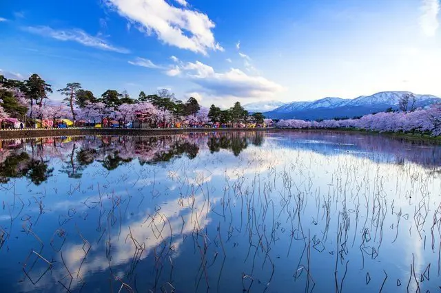 【新潟】4000棵櫻花樹 日本三大夜櫻「高田公園」
