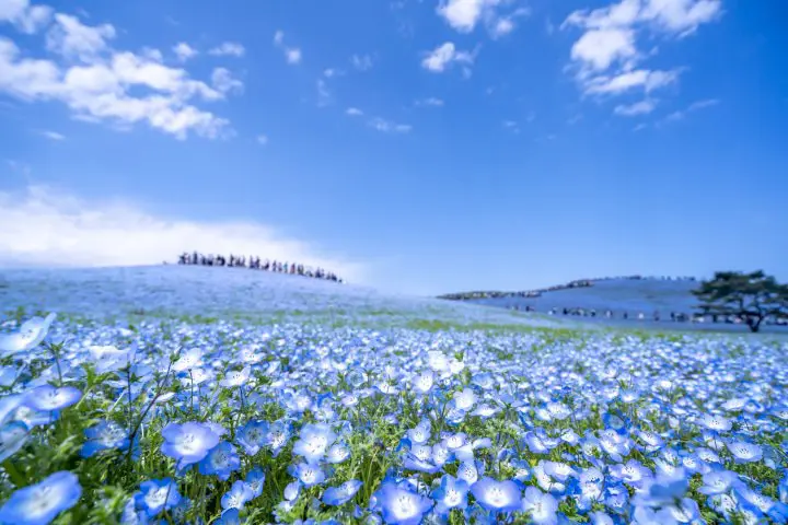 Nemophila in Japan