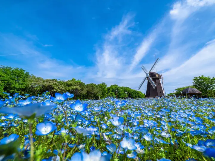 5 of the Best Spots to See Nemophila Flowers in Japan