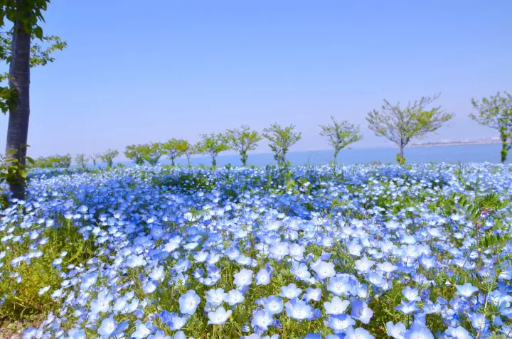 5 of the Best Spots to See Nemophila Flowers in Japan