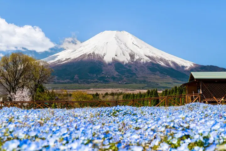 5 of the Best Spots to See Nemophila Flowers in Japan