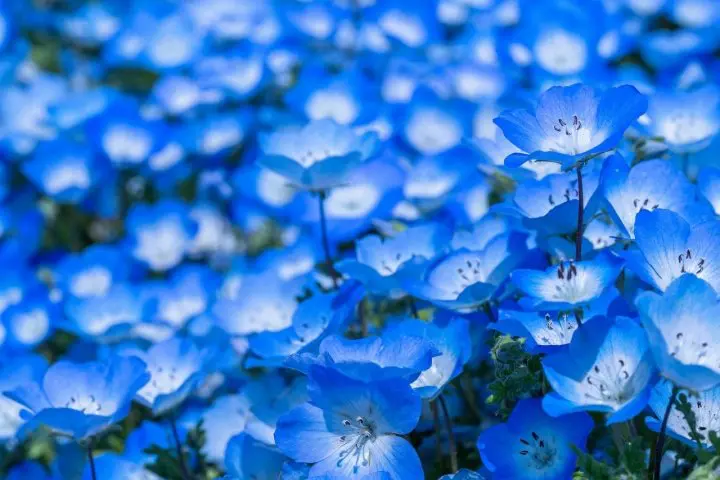 5 of the Best Spots to See Nemophila Flowers in Japan