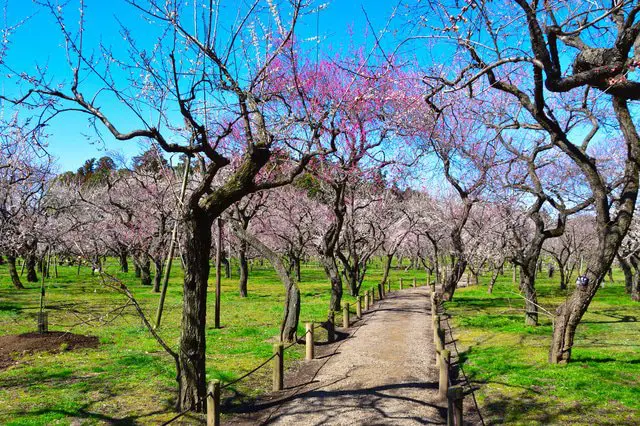 日本のことば事典「日本庭園」