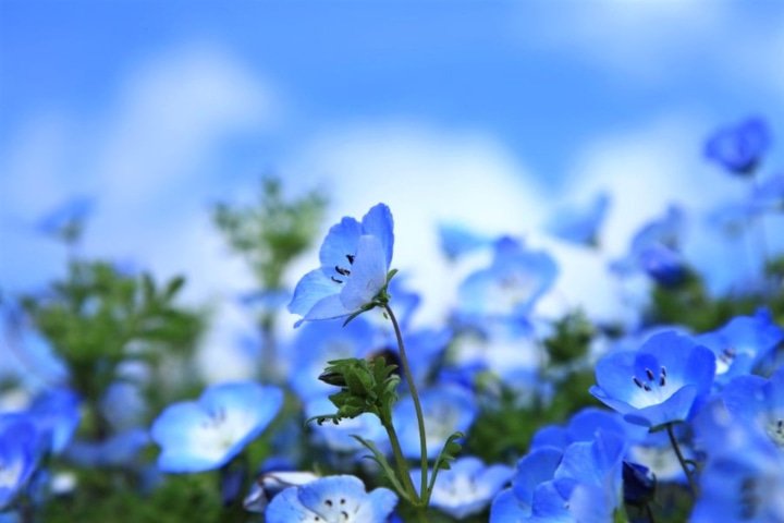 Hitachi Seaside Park: Enjoy the Stunning Sight of Spring Nemophila