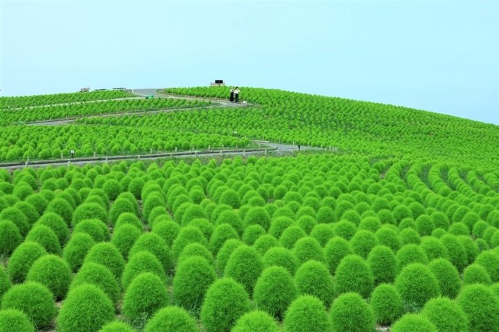 Kochia Hitachi Seaside Park