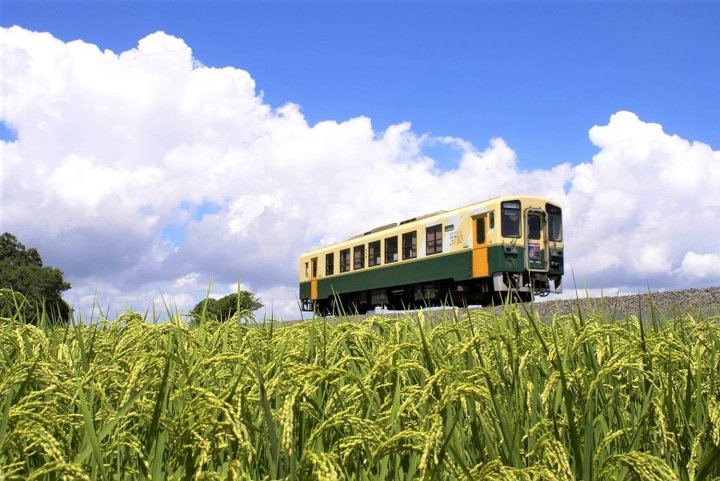Kochia Hitachi Seaside Park