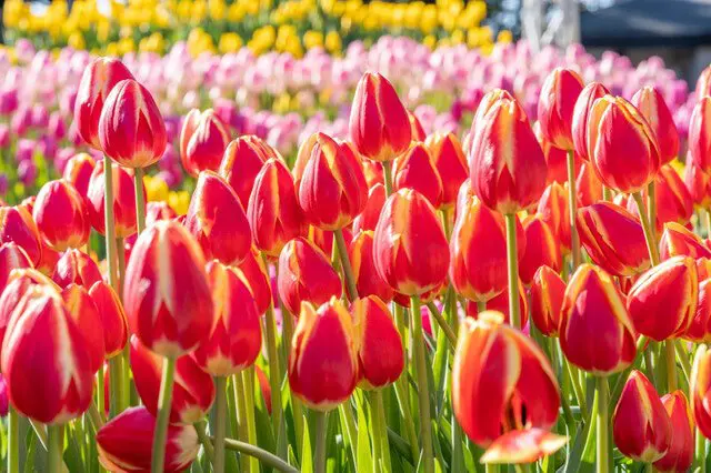 神奈川県「江の島」を訪れるなら、絶対行くべきスポット5選!