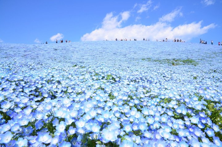 Hitachi Seaside Park: Enjoy the Stunning Sight of Spring Nemophila
