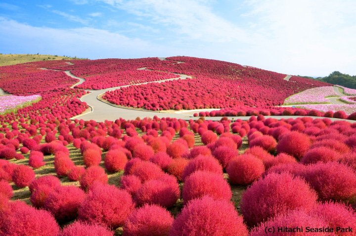 Kochia Hitachi Seaside Park