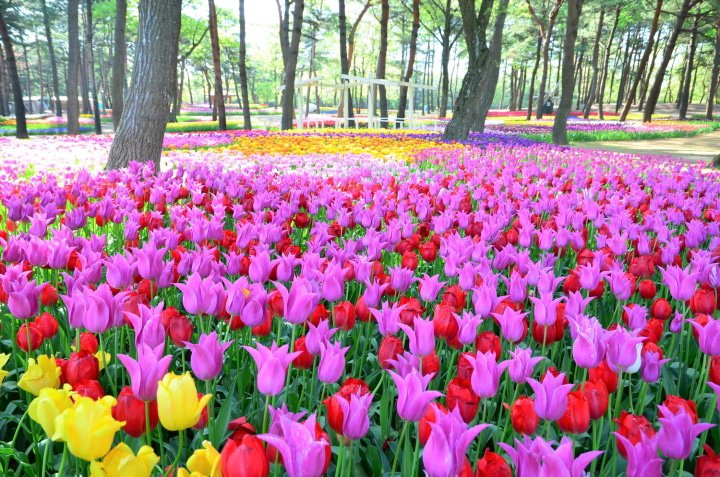 Tulips