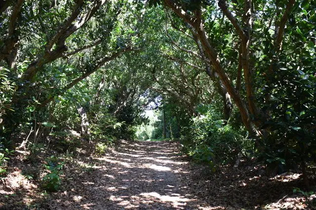 那覇から日帰りも可能！ 昔ながらの沖縄が残る島「久高島」