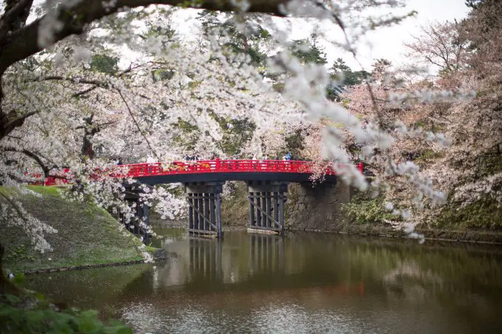 青森非一般賞櫻名所 弘前公園-櫻花祭、鶴舞之橋賞櫻祭、津輕鐵道穿越櫻花美地、櫻流鏑馬、十和田官廳街道