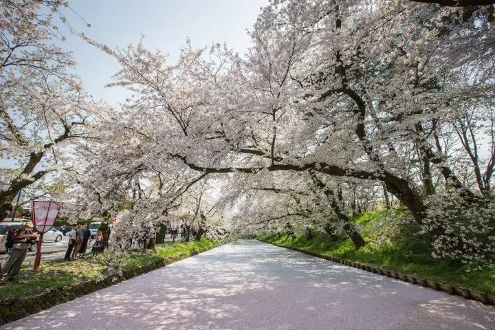 青森非一般賞櫻名所 弘前公園-櫻花祭、鶴舞之橋賞櫻祭、津輕鐵道穿越櫻花美地、櫻流鏑馬、十和田官廳街道