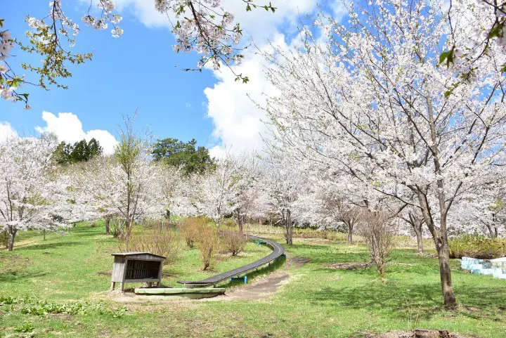 青森非一般賞櫻名所 弘前公園-櫻花祭、鶴舞之橋賞櫻祭、津輕鐵道穿越櫻花美地、櫻流鏑馬、十和田官廳街道