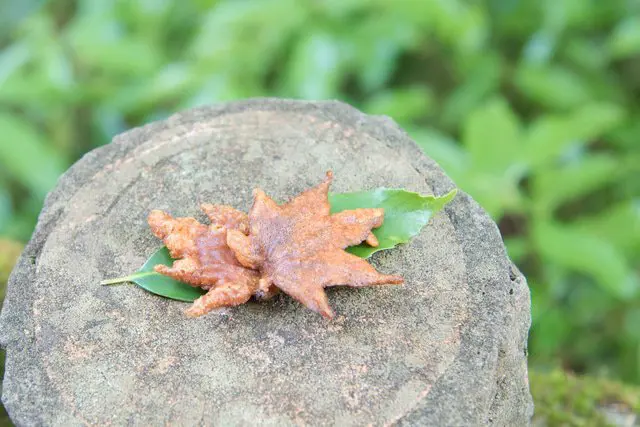 【夏】涼と癒しを求めて「箕面大滝」を見に渓谷ハイキングへ