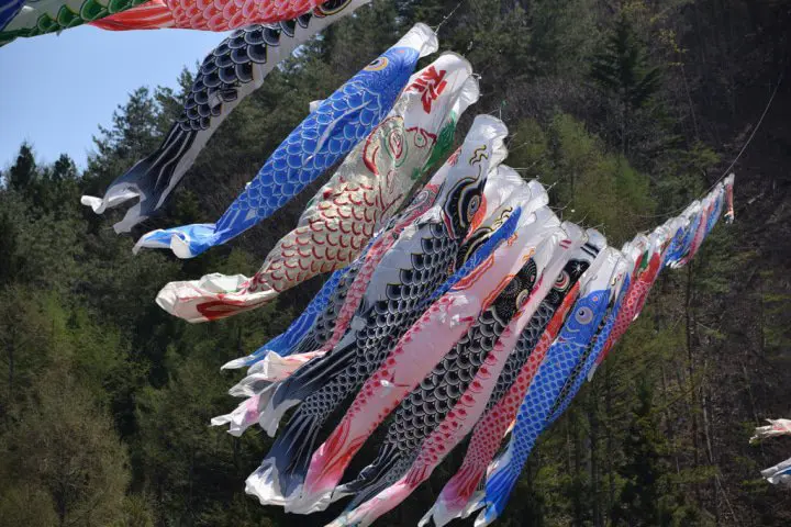 日本兒童節千隻鯉魚旗飄揚高掛大阪芥川上空