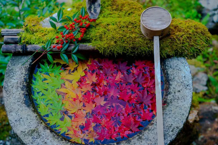 京都賞楓 立願山楊谷寺 楓葉花手水