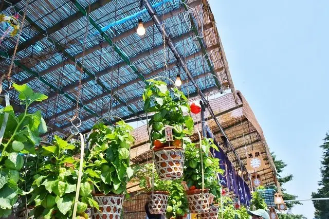 【<ruby>夏<rt>なつ</rt></ruby>】<ruby>浅草<rt>あさくさ</rt></ruby>の <ruby>浅草寺<rt>せんそうじ</rt></ruby> ほおずき<ruby>市<rt>いち</rt></ruby>で <ruby>夏<rt>なつ</rt></ruby>の <ruby>始<rt>はじ</rt></ruby>まりを <ruby>感<rt>かん</rt></ruby>じませんか