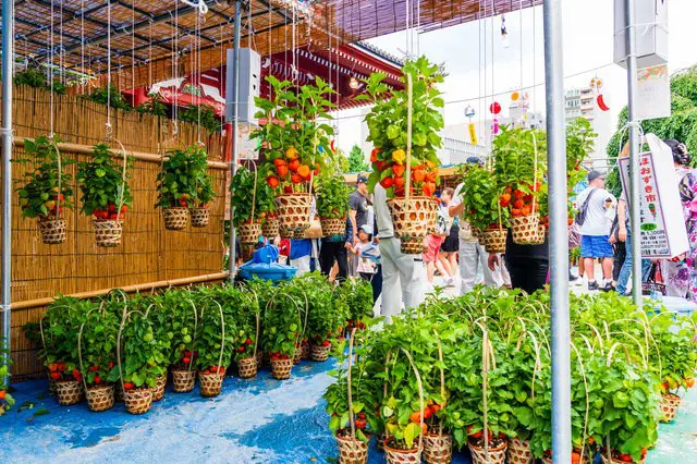 【<ruby>夏<rt>なつ</rt></ruby>】<ruby>浅草<rt>あさくさ</rt></ruby>の <ruby>浅草寺<rt>せんそうじ</rt></ruby> ほおずき<ruby>市<rt>いち</rt></ruby>で <ruby>夏<rt>なつ</rt></ruby>の <ruby>始<rt>はじ</rt></ruby>まりを <ruby>感<rt>かん</rt></ruby>じませんか