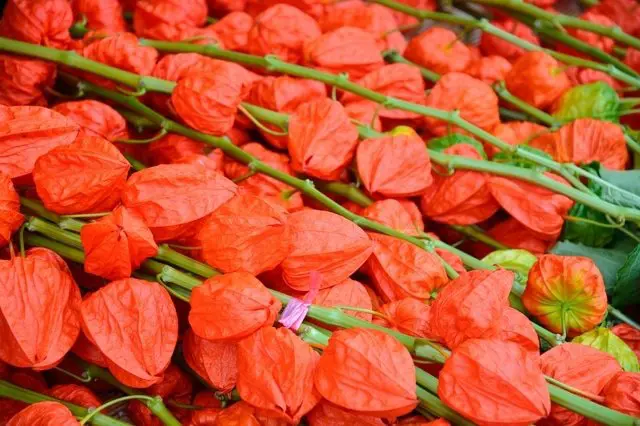 【<ruby>夏<rt>なつ</rt></ruby>】<ruby>浅草<rt>あさくさ</rt></ruby>の <ruby>浅草寺<rt>せんそうじ</rt></ruby> <ruby>ほおずき<rt>ground cherry</rt></ruby><ruby>市<rt>いち</rt></ruby>(market)で <ruby>夏<rt>なつ</rt></ruby>の <ruby>始<rt>はじ</rt></ruby>まりを <ruby>感<rt>かん</rt></ruby>じませんか