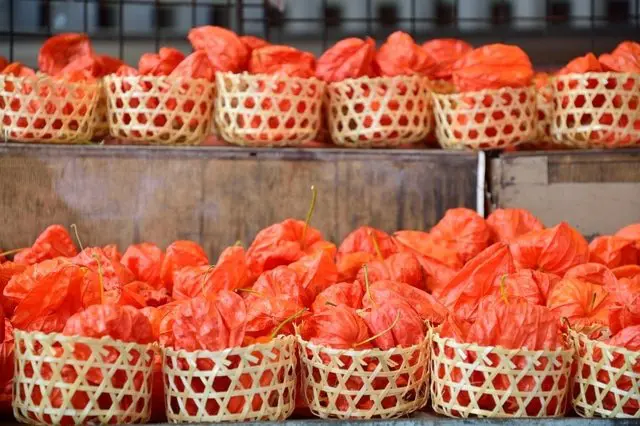 【<ruby>夏<rt>なつ</rt></ruby>】<ruby>浅草<rt>あさくさ</rt></ruby>の <ruby>浅草寺<rt>せんそうじ</rt></ruby> <ruby>ほおずき<rt>ground cherry</rt></ruby><ruby>市<rt>いち</rt></ruby>(market)で <ruby>夏<rt>なつ</rt></ruby>の <ruby>始<rt>はじ</rt></ruby>まりを <ruby>感<rt>かん</rt></ruby>じませんか