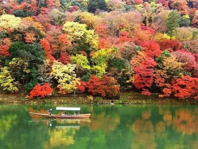 Momijigari - Admiring Autumn Leaves In Japan