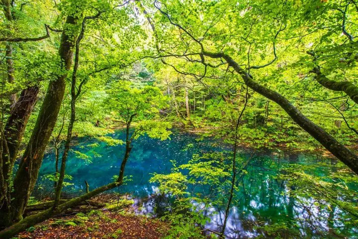 美しすぎる日本の世界遺産まとめ（1993年〜1998年）