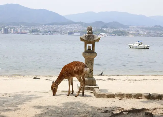 Berbagai Lokasi Wisata Menarik yang Wajib Anda Kunjungi di Miyajima