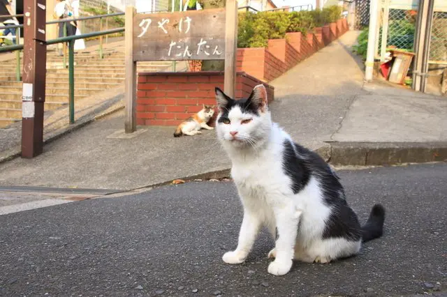食べ歩きと真っ赤な夕焼けを堪能できる猫の街「谷中銀座」