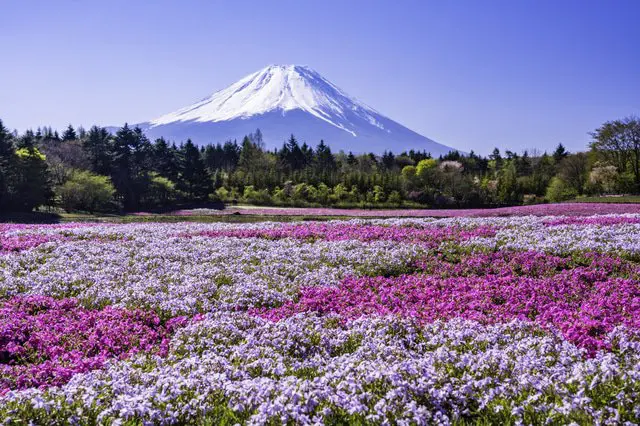 ピンク色の芝生!? 「富士芝桜まつり」で楽しむ富士山と芝桜の絶景(2020年)