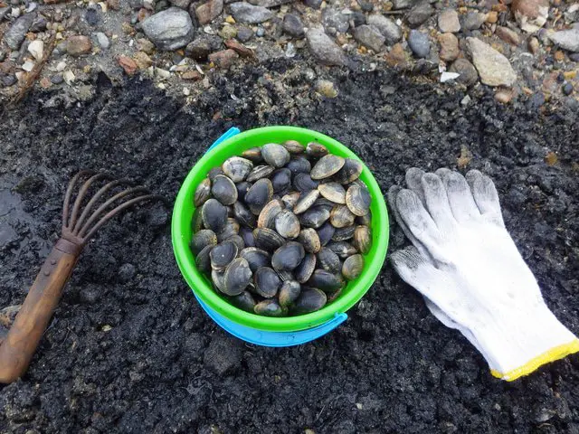 【여름】 여름 레저는 「조개잡이(潮干狩り)」다! 치바의 훗츠 해안 조개잡이 장으로 