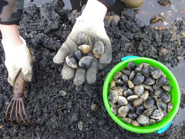 【여름】 여름 레저는 「조개잡이(潮干狩り)」다! 치바의 훗츠 해안 조개잡이 장으로 