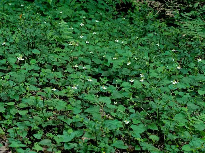 役立(やくだ)つ 雑草(ざっそう)、日本(にほん)の ハーブ(herb)を 使(つか)った「どくだみ茶(ちゃ)」は いかが?