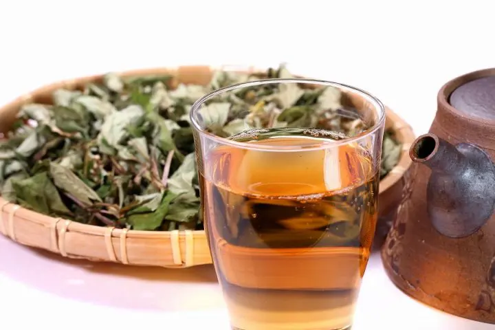 役立(やくだ)つ 雑草(ざっそう)、日本(にほん)の ハーブ(herb)を 使(つか)った「どくだみ茶(ちゃ)」は いかが?