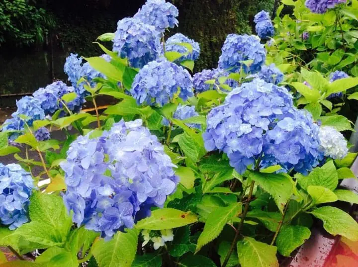 Splendid Hydrangea Spots around Tokyo