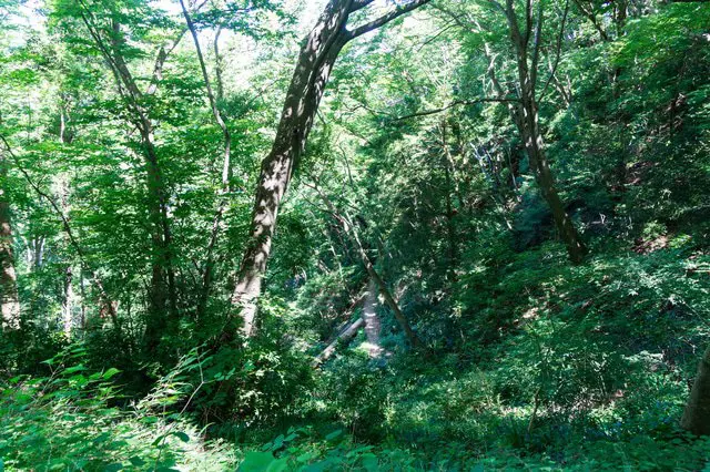 東京近辺で自然を味わおう!ハイキングするならこの5カ所