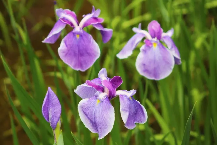 【雨の日】五月雨に託す想い。雨を詠った和歌に見る日本人の心情とは