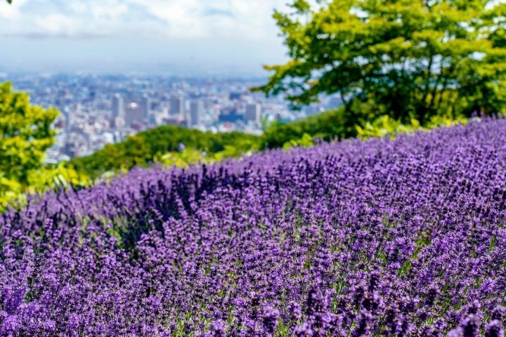 札幌市内にあるラベンダー畑 幌見峠ラベンダー園 がキレイすぎる Matcha 訪日外国人観光客向けwebマガジン