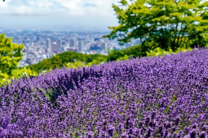 Indahnya “Horomitoge Lavender Garden”, Ladang Lavender di Dalam Kota Sapporo!
