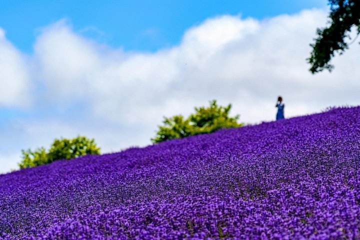札幌市内にあるラベンダー畑 幌見峠ラベンダー園 がキレイすぎる Matcha 訪日外国人観光客向けwebマガジン