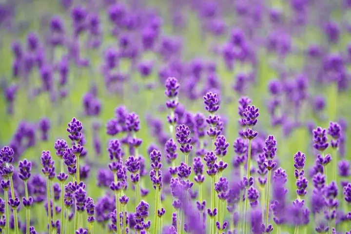 Indahnya “Horomitoge Lavender Garden”, Ladang Lavender di Dalam Kota Sapporo!