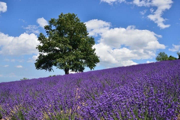 札幌市内にあるラベンダー畑 幌見峠ラベンダー園 がキレイすぎる Matcha 訪日外国人観光客向けwebマガジン