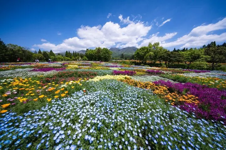 Kuju Flower Park In Taketa City, Oita: A World of Fragrant Flowers!