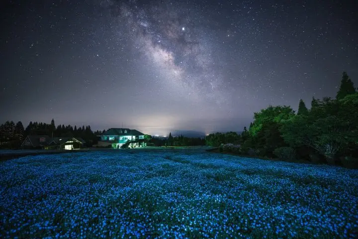 Kuju Flower Park In Taketa City, Oita: A World of Fragrant Flowers!