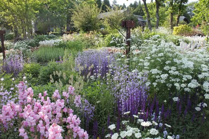Kuju Flower Park In Taketa City, Oita: A World of Fragrant Flowers!