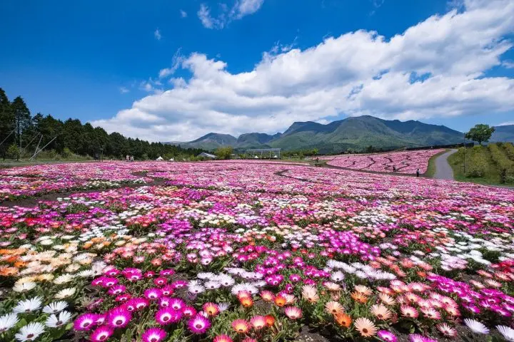Kuju Flower Park In Taketa City, Oita: A World of Fragrant Flowers!