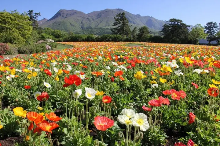 Kuju Flower Park In Taketa City, Oita: A World of Fragrant Flowers!