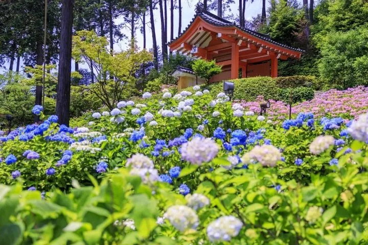 5 of the Best Rainy Season Destinations - As Curated by MATCHA! 