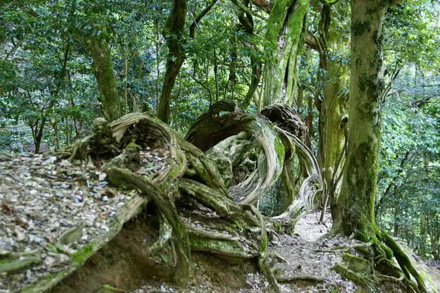 【日本.夏】在京都的避暑勝地「鞍馬」「貴船」清涼一夏