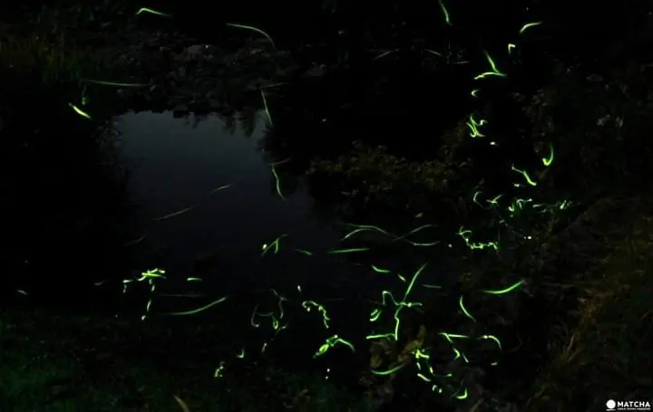 Firefly Watching in Tokyo! The Garden of Hotel Chinzanso Tokyo